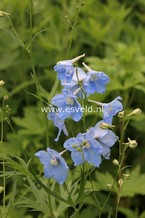 Delphinium 'Berghimmel'