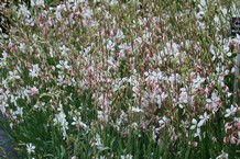 Gaura lindheimeri 'Whirling Butterflies'