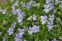 Viola 'Boughton Blue'