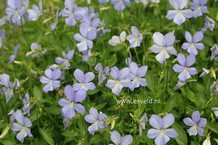 Viola 'Boughton Blue'