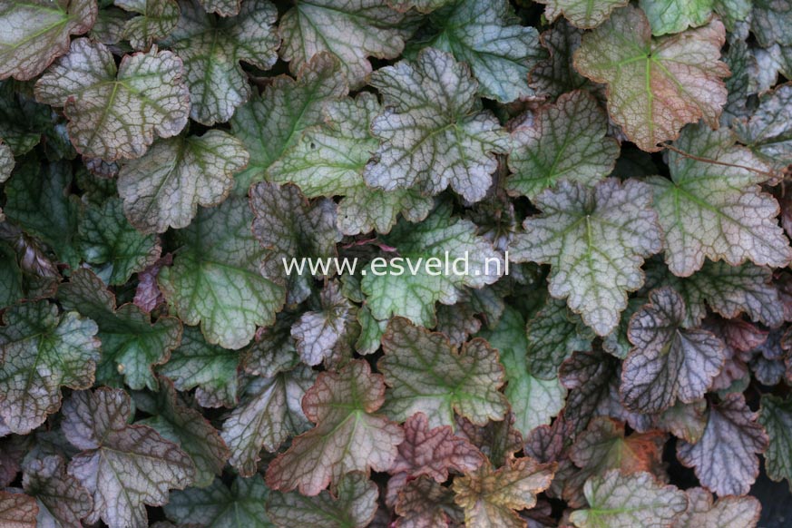 Heucherella 'Quicksilver'