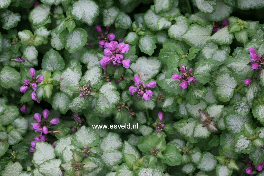 Lamium maculatum 'Sterling Silver'