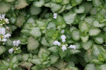 Lamium maculatum 'White Nancy'