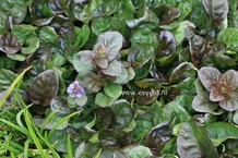 Ajuga reptans 'Catlin's Giant'