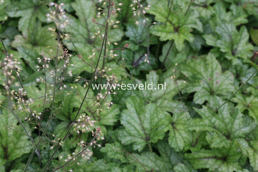 Heucherella 'Kimono'