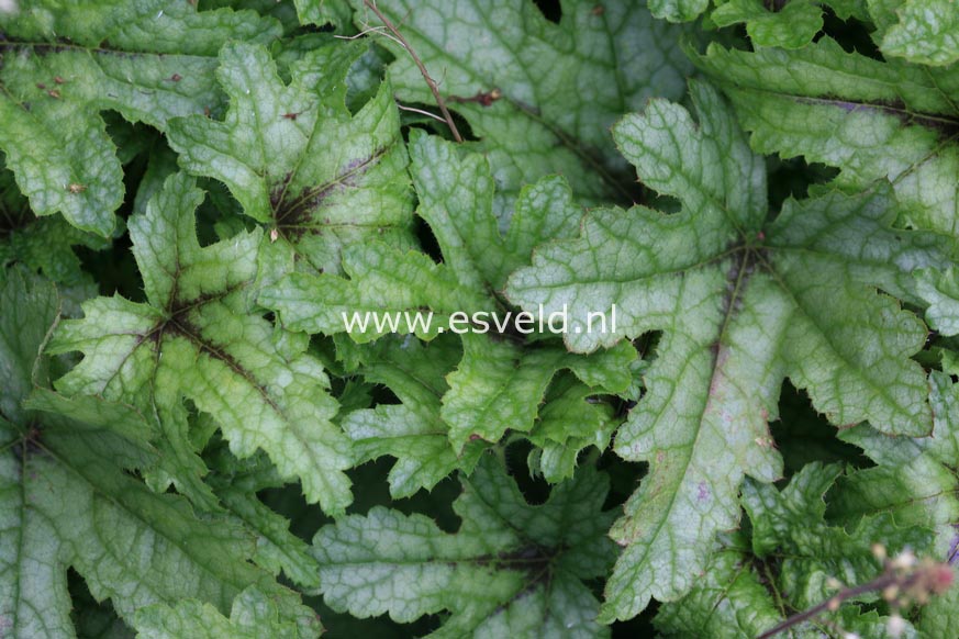 Heucherella 'Kimono'