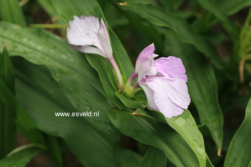 Plantentuin Esveld