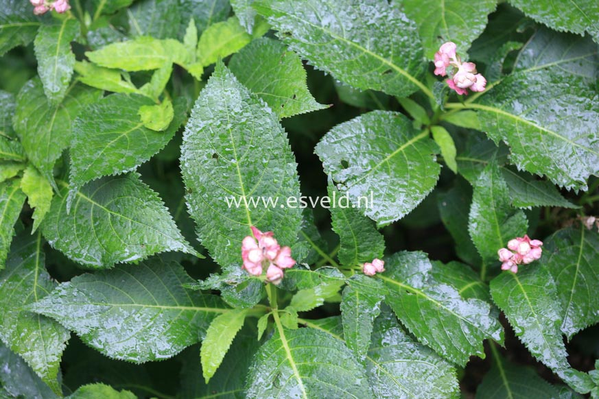 Deinanthe bifida 'Pink Kii'