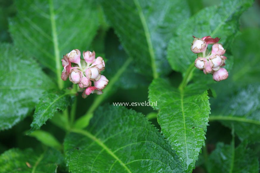 Deinanthe bifida 'Pink Kii'