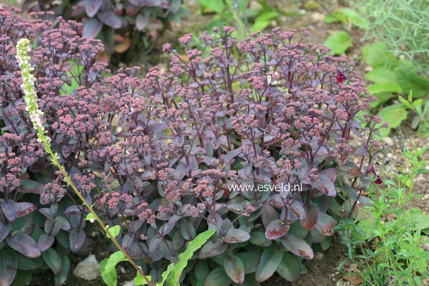 Sedum telephium 'Karfunkelstein'