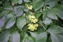 Ptelea trifoliata