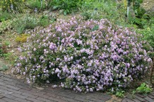 Saponaria lempergii 'Max Frei'