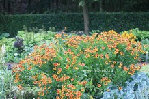 Helenium 'Sahin's Early Flowerer'