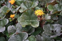 Ligularia dentata 'Britt-Marie Crawford'