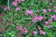 Filipendula 'Kahome'