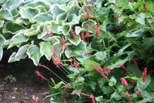 Persicaria amplexicaulis 'Taurus'