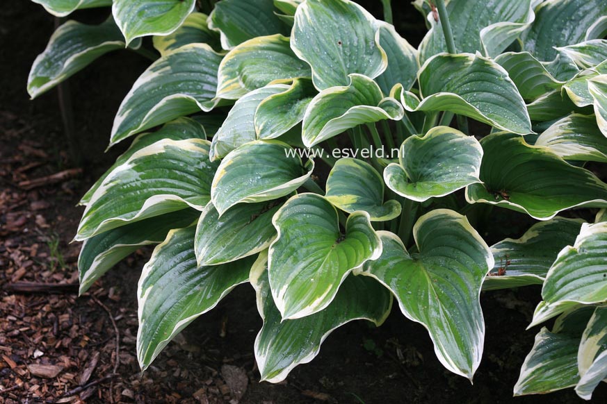 Hosta 'Sagae'