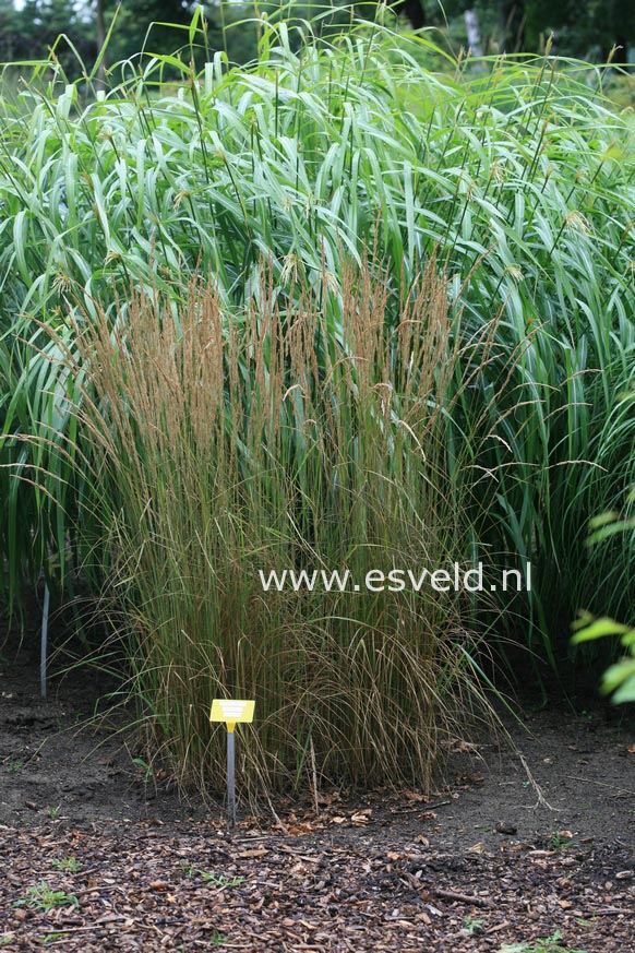 Calamagrostis acutiflora 'Overdam'