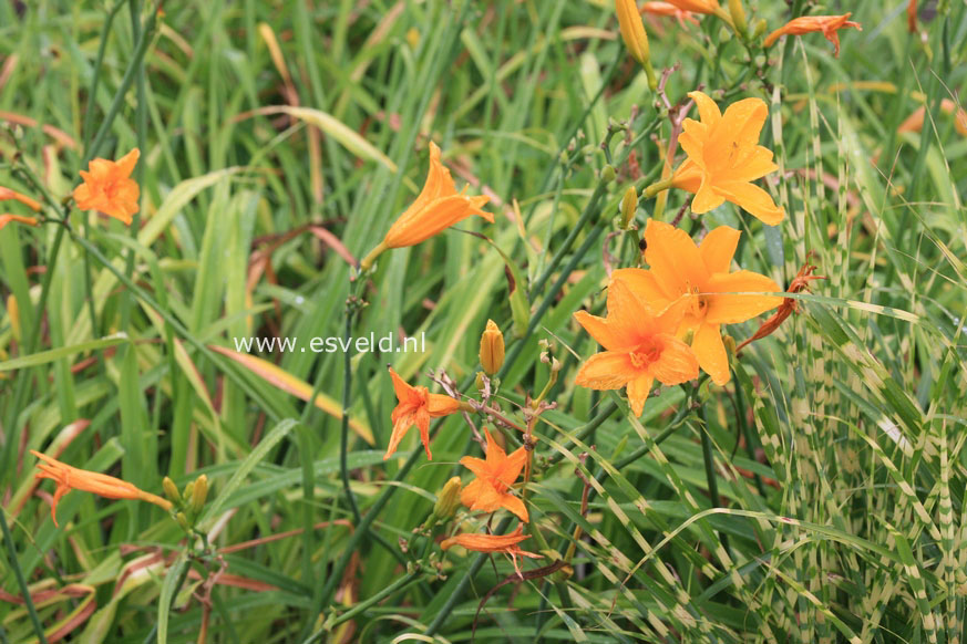 Hemerocallis 'Aten'