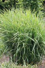 Miscanthus sinensis 'Strictus'