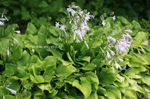 Hosta 'Sweet Susan'