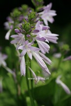 Hosta 'Sweet Susan'