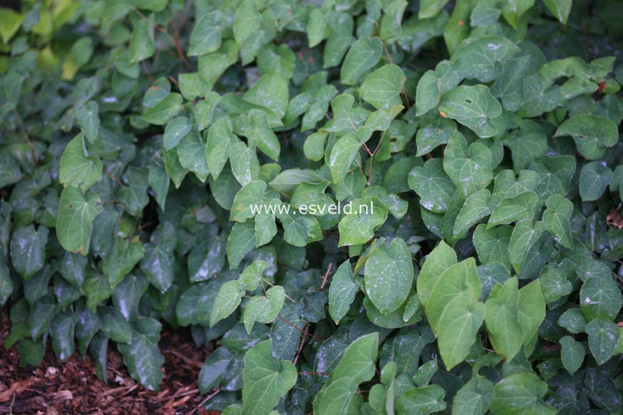 Epimedium perralchicum 'Frohnleiten'