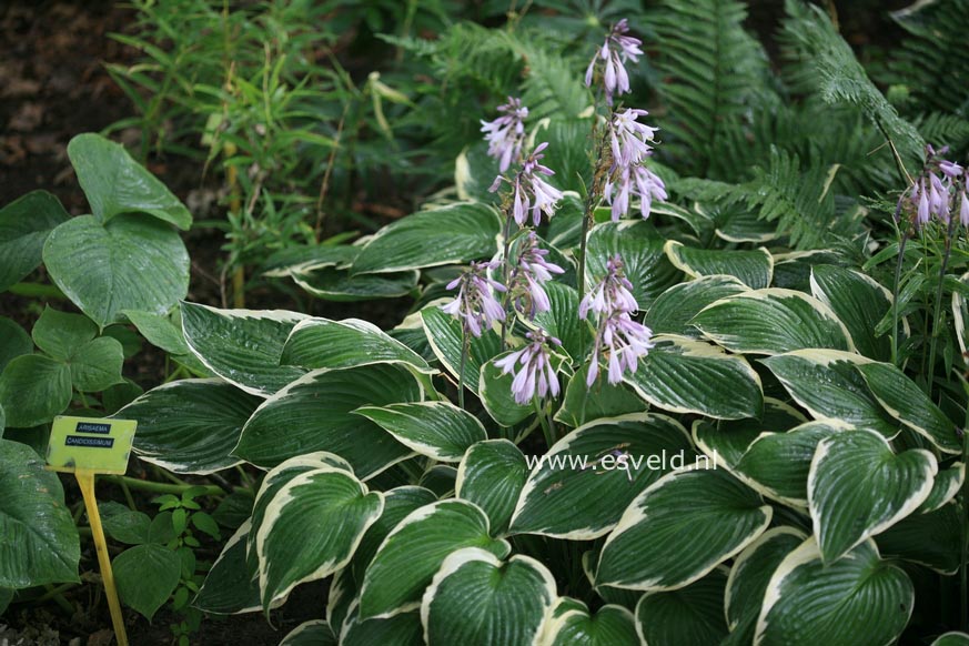 Hosta fortunei 'Francee'