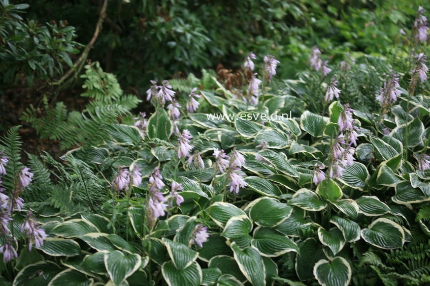 Hosta fortunei 'Francee'