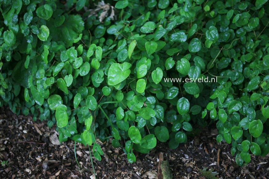 Epimedium youngianum 'Niveum'