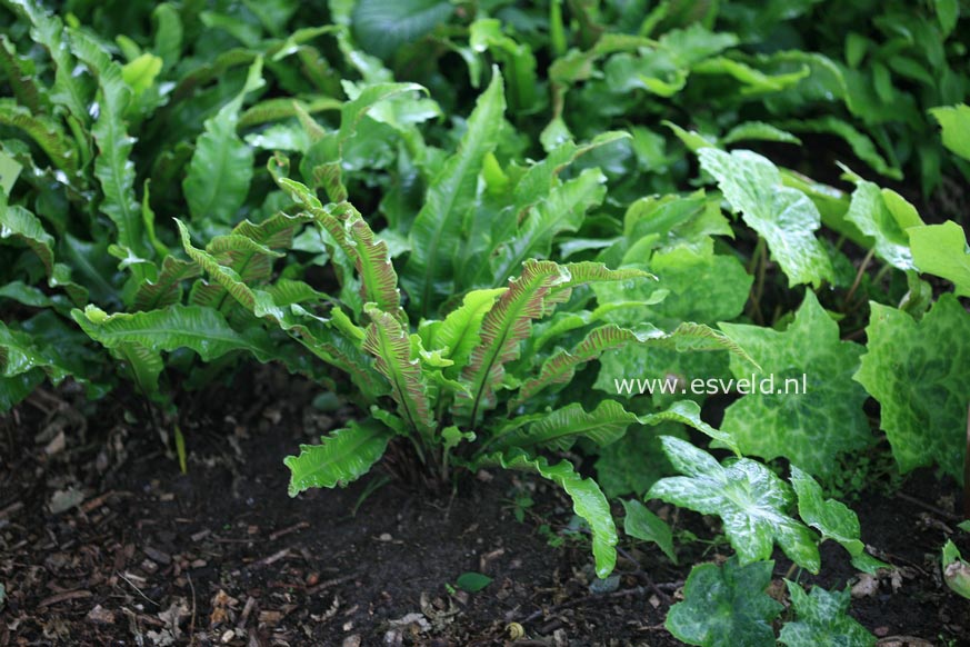 Asplenium scolopendrium