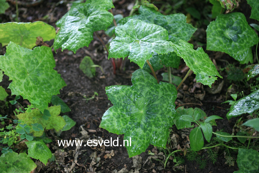 Podophyllum 'Spotty Dotty'
