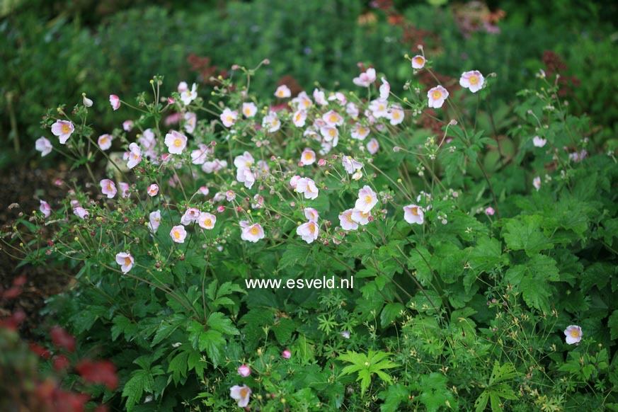 Anemone hybrida 'Ouverture'