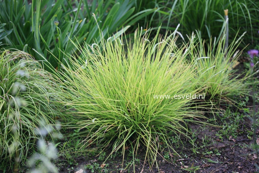 Sesleria autumnalis