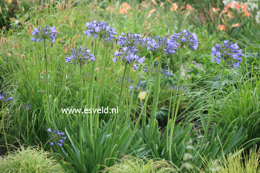 Agapanthus 'Sunfield'