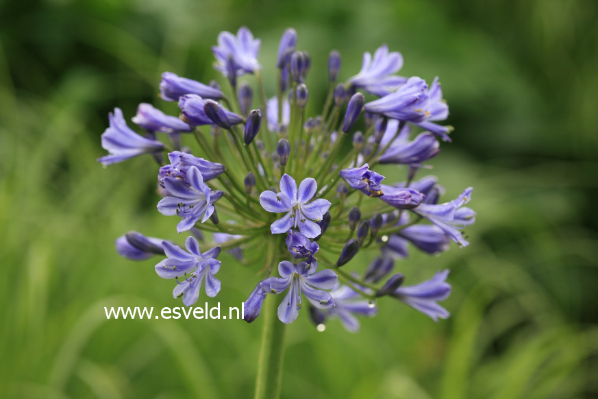 Agapanthus 'Sunfield'