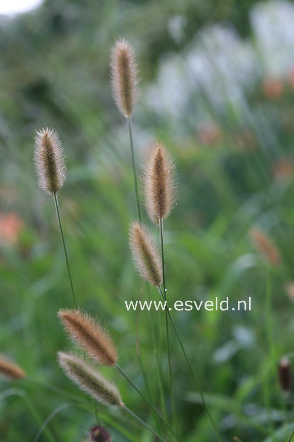 Pennisetum 'Red Bunny Tails'