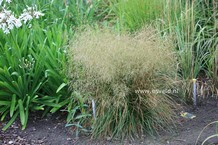 Deschampsia cespitosa 'Goldtau'