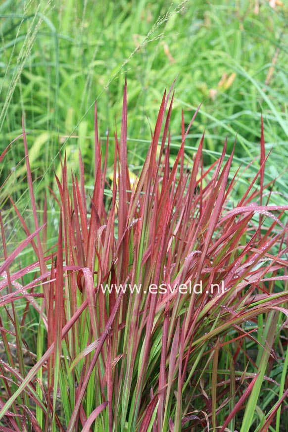 Imperata cylindrica 'Red Baron'