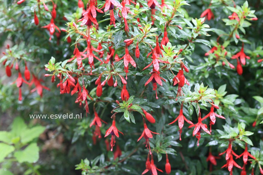 Fuchsia 'David'