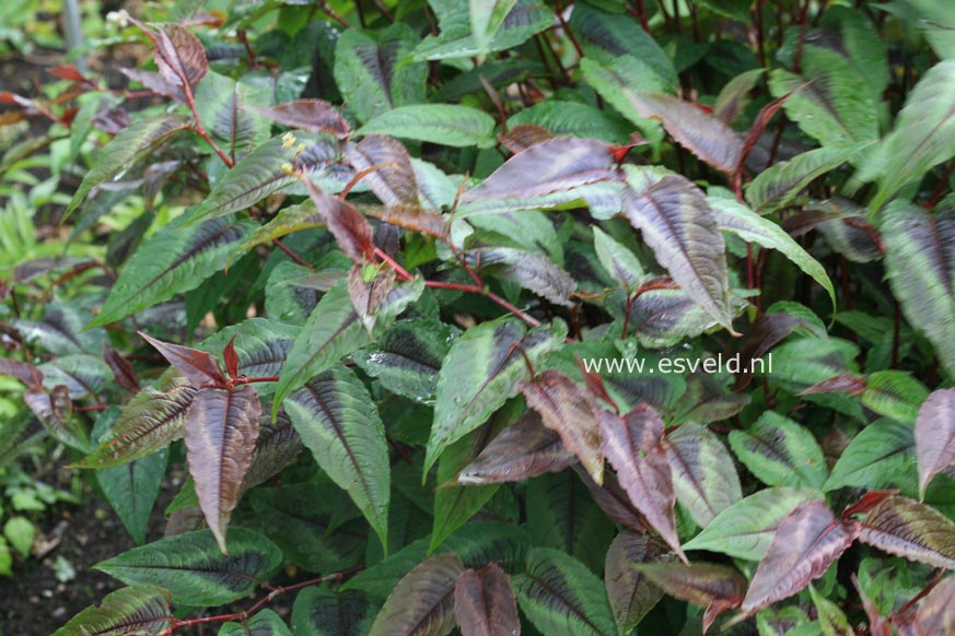 Persicaria microcephala 'Red Dragon'