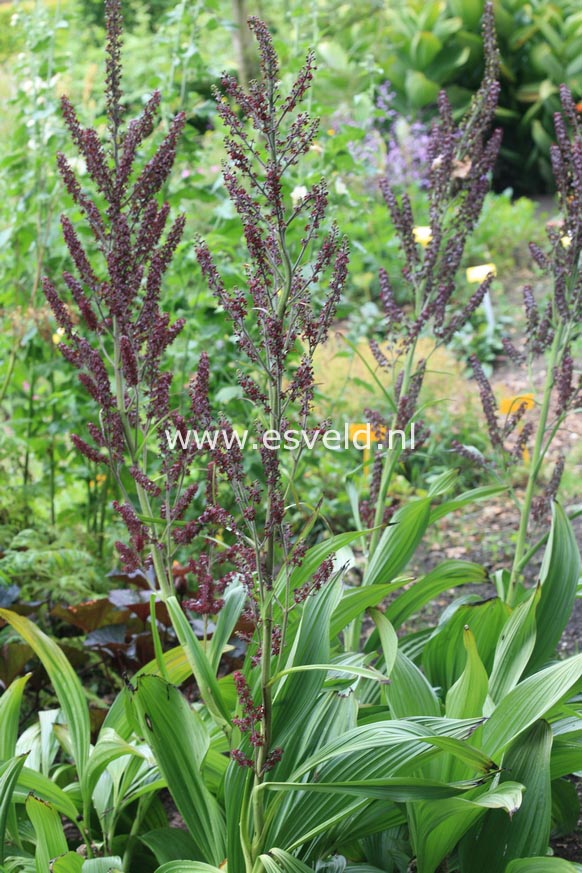 Veratrum nigrum