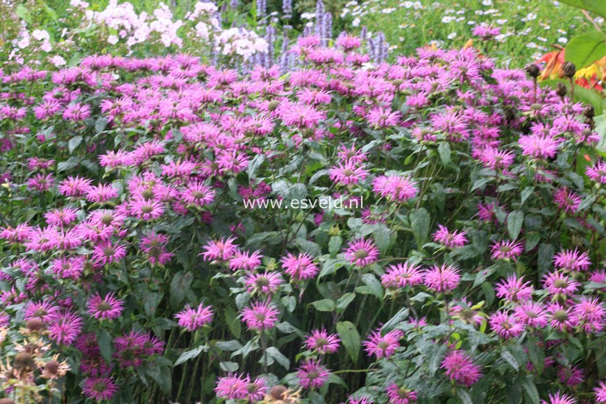 Monarda 'Blaustrumpf'