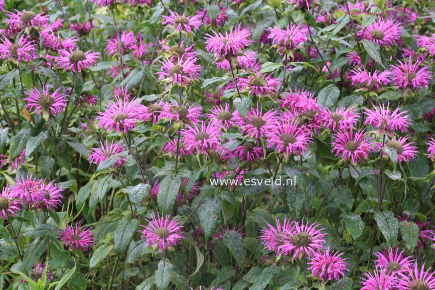 Monarda 'Marshall's Delight'