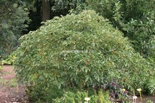 Aesculus pavia 'Koehnei'