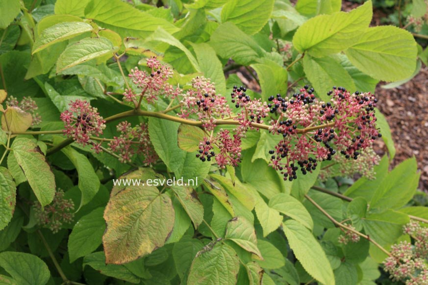 Aralia continentalis