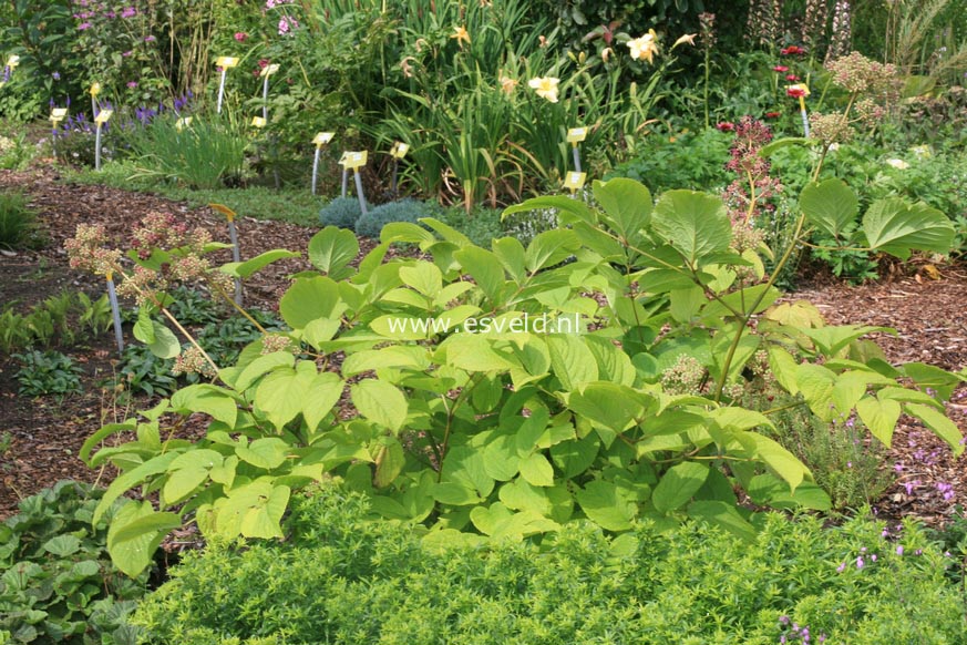 Aralia continentalis