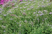 Aster macrophyllus 'Twilight'