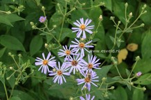 Aster macrophyllus 'Twilight'