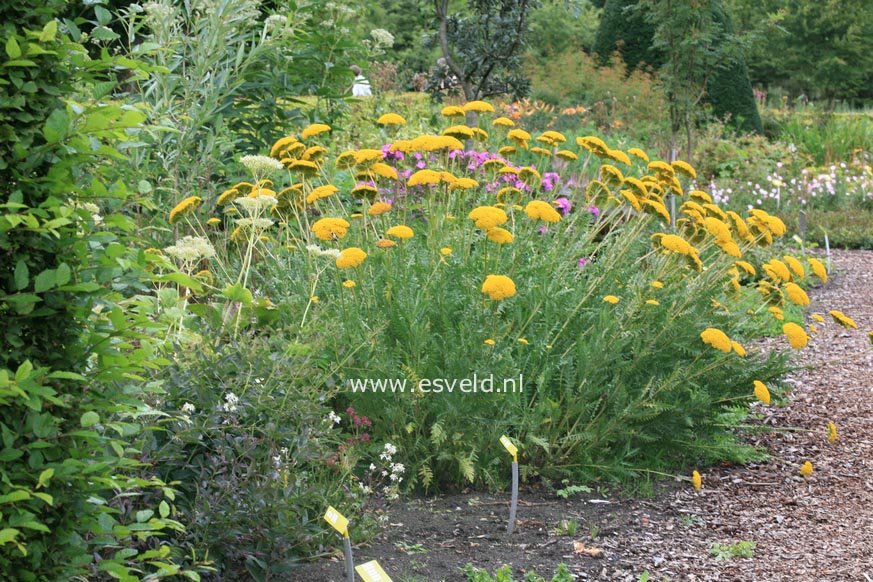 Achillea filipendulina 'Parker's Variety'